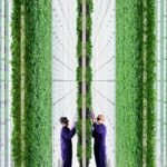 Singapore’s quiet AI play: $80M checks, video models, green compute